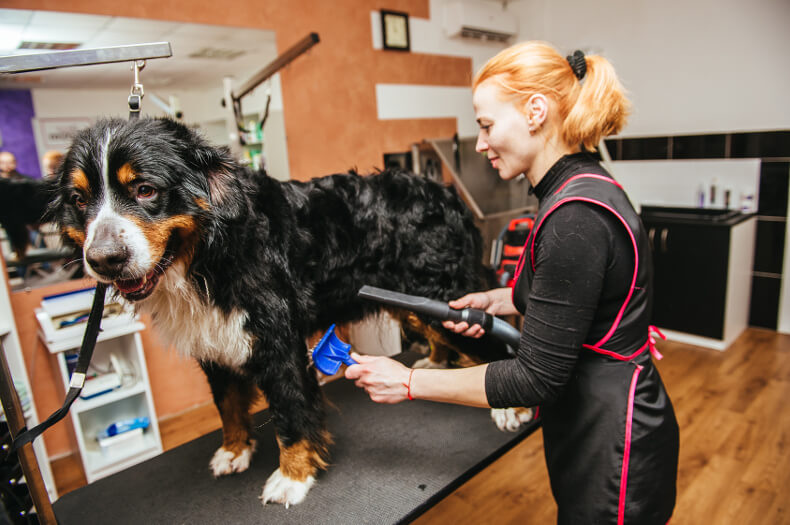 liste animaux certificat de capacité domestique ma