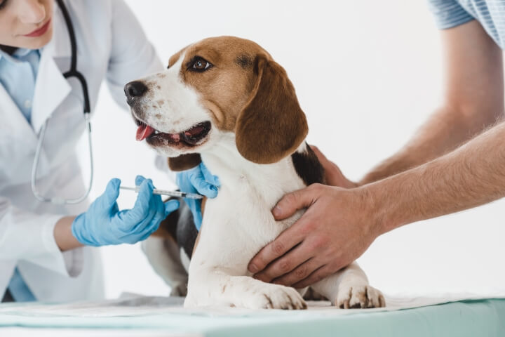 vaccins du chien