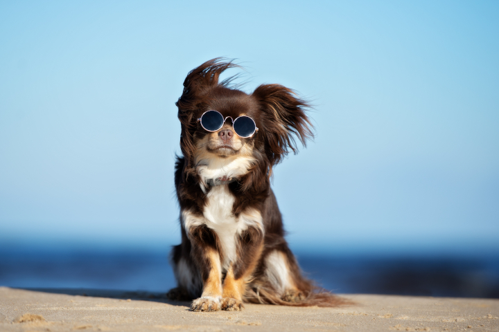 coup de soleil chez le chien