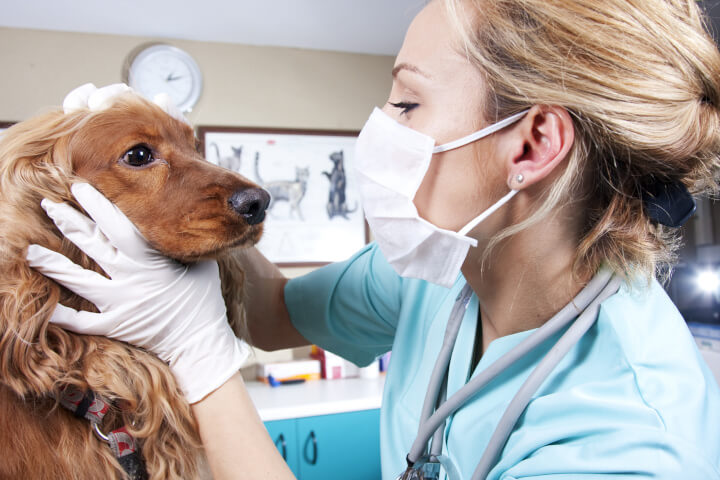 métier assistant vétérinaire