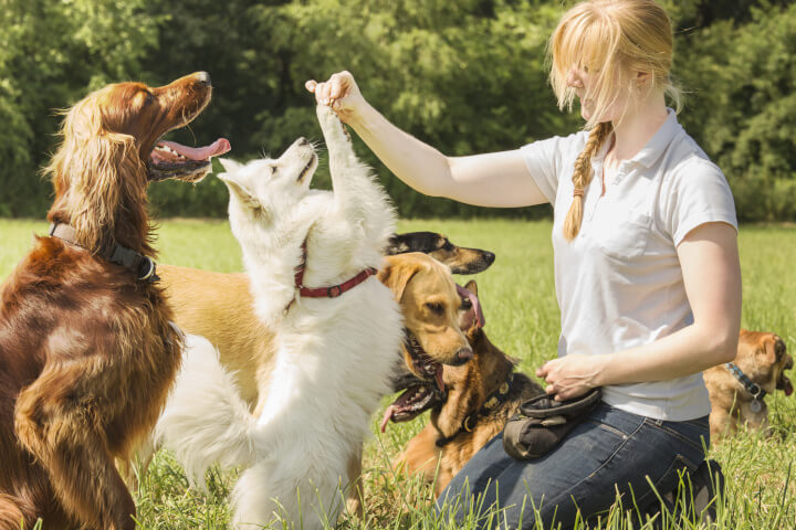 travailler avec les chiens