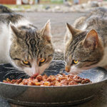 Les aliments interdits pour les chats